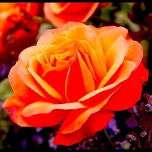 Meet your Posher, Zsole